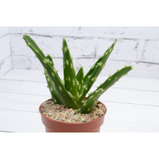 Aloe sp. (Алоэ) (SCT28805)
