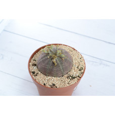 Euphorbia obesa (Молочай Тучный) (SCT29309)