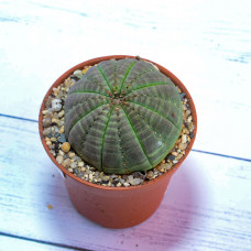 Euphorbia Obesa (Эуфорбия Обеса) (SCT29418)