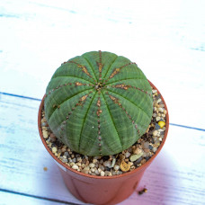 Euphorbia Obesa (Эуфорбия Обеса) (SCT29419)