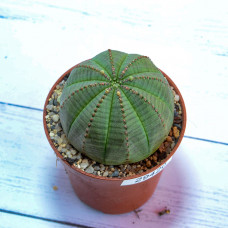 Euphorbia Obesa (Эуфорбия Обеса) (SCT29420)