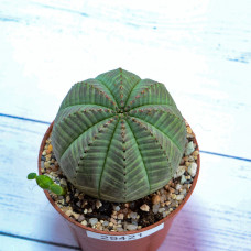 Euphorbia Obesa (Эуфорбия Обеса) (SCT29421)